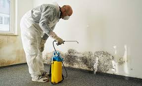 Why You Should Choose Our Mold Remediation Services in Morenci, AZ